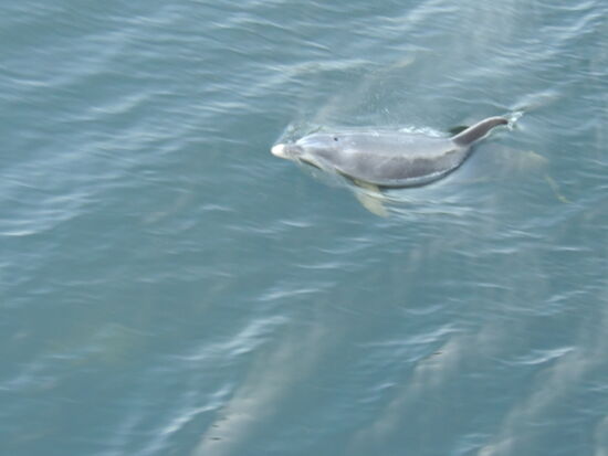 Mitten drinnen die Bottlenose Dolphins (Tümmler)