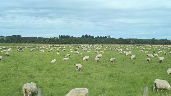 Schafe, Schafe, Schafe