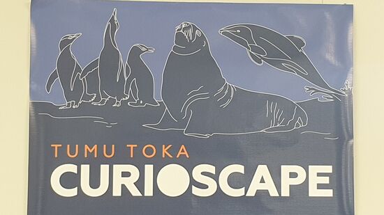 Abschied vom Curio Bay Campingplatz