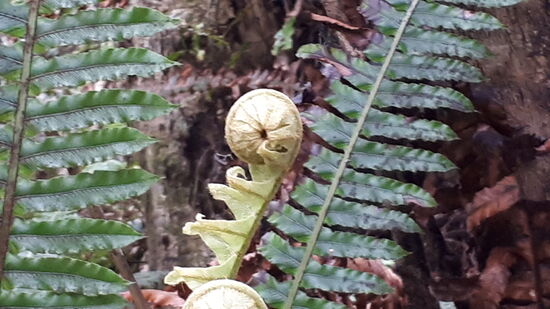 Wachsendes Farnblatt