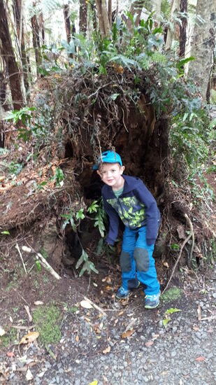 Baumwurzeln, deutlich größer als Daniel