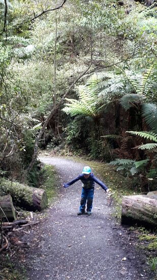 Waldwanderer im Tiefflug