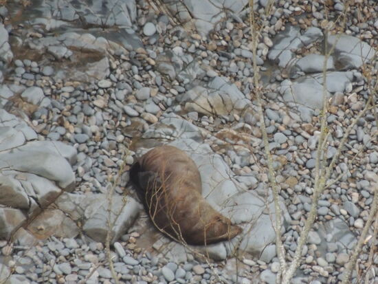 Neuseeländische Pelzrobbe