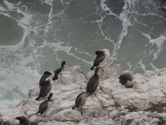 ... bei genauerem Hinsehen als Kormorankolonie darstellen.