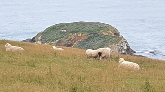 Auch in den Catlins leben Schafe 