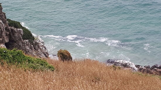 Vermeindlich Pinguine, die sich ...