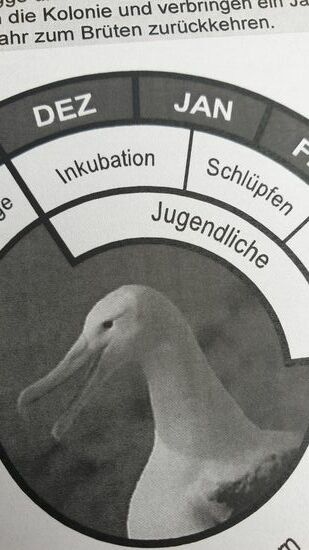 Alle zwei Jahre legen Albstrosse ein (!) EI.