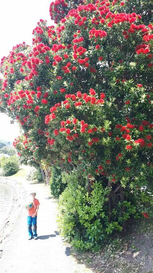 Blühender Rata am Portobello Beach