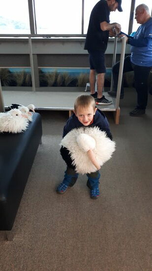 Ein 6monte alter Albatross wiegt etwa 25 kg 