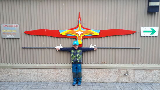 Größenvergleich von Daniels Spannweite (weisse Hände) mit Sperling (weiss), Otago Shag (organge), Schwarzschnabel-Möwe (gelb), Rotschnabel-Möwe (blau), Royal Albatross (rot)