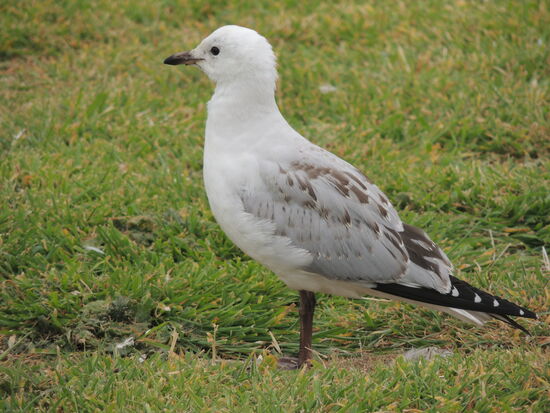 Es gibt hier Möwen mit schwarzen Schnäbeln ...