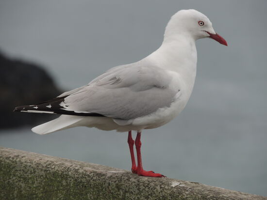 ... und manche mit roten. Aber sie schreien alle gleich laut und kacken unbeschreiblich viel durch die Gegend ....