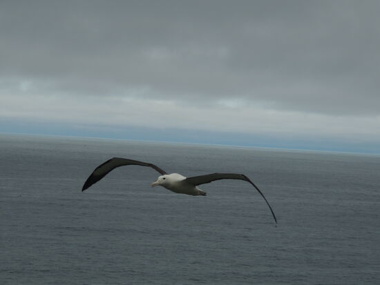 Jung-Albatross im Anflug