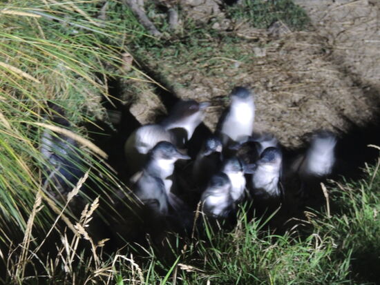 Nach dem Wasserausstieg sammeln sich die Pinguine für den Aufstieg zu den Nestern in Gruppen.