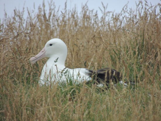 Brutpflege durch einen der Partner