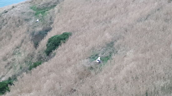 2 Brutstätten der Albatrosse