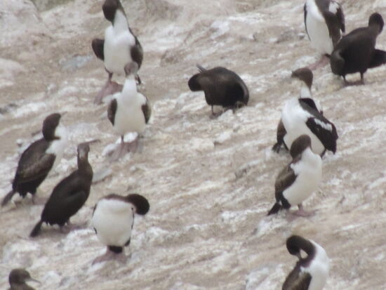 Auch hier eine Kormoran-Kolonie