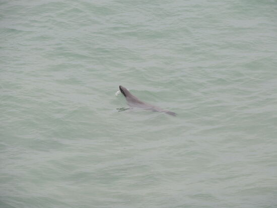 Daniel hat ihn entdeckt ...