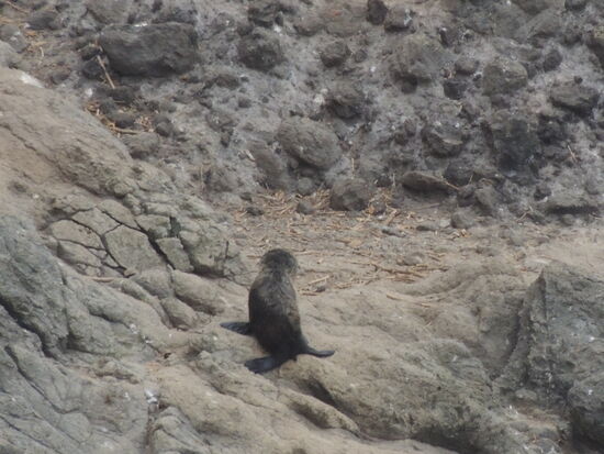 ... und bis zum Ufer verfolgt 