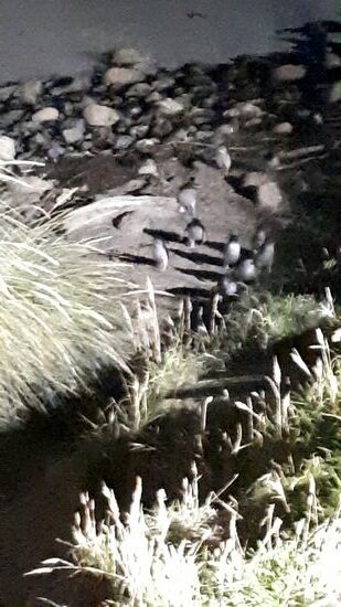 Vom Wasser aufs Land