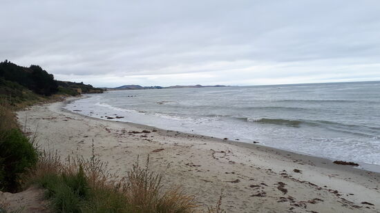 Ein paar Pelzrobben am Strand