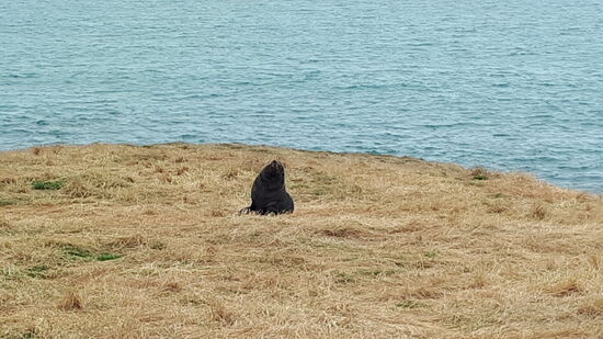 Mitten auf der Wiese beim Sonnenbad