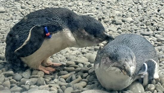 Heftiges Umwerben im Gehege ...
