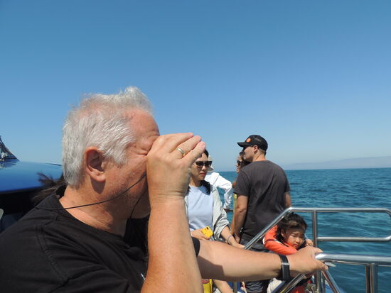 Ja, wo ist er denn, der Pottwal????