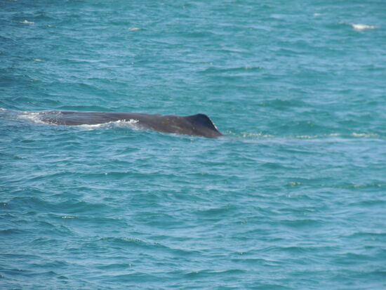 Nga Whetu liegt ganz ruhig im Wasser und lässt sich durch uns nicht stören