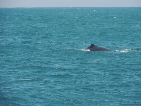Und dann das Kommando der Kapitänin "Wal taucht", das heisst als erstes einen runden Rücken machen ...