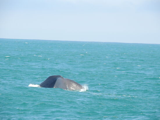 ... dann langsam nach unten gleiten ...