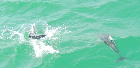 ... Daniel nennt sie scherzhaft "Husky Dolphins" 