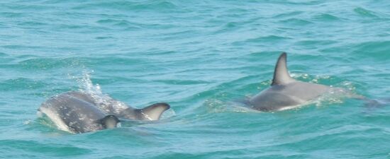 sie bieten eine tolle Show