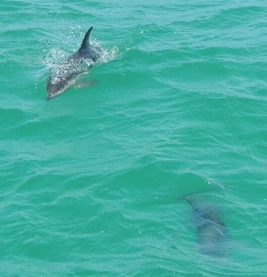 Dann haben wir nochmals Glück - eine Schule Delfine taucht auf