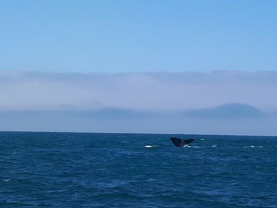 ... und ab geht's für die nächsten 2 Stunden in eine Tiefe von bis zu 2.000 m