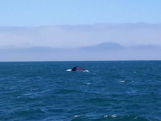 ... sich vorbereiten steil nach unten abzutauchen ...