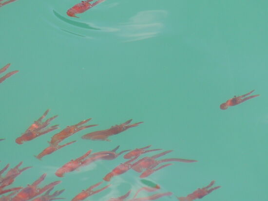 Krill - lauter kleine Lebewesen