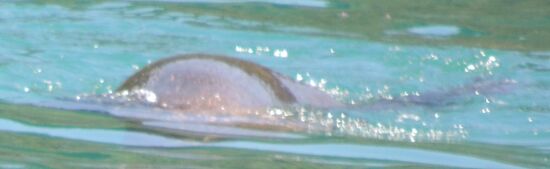 Eine der Pelzrobben beim Abtauchen