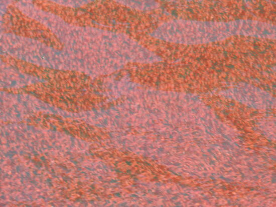 Krill - wie ein Teppich