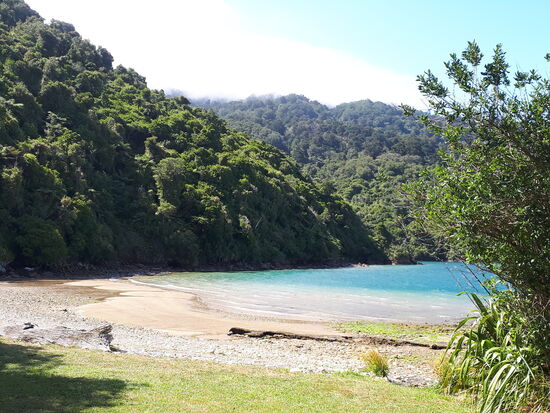 Strand in Ship Cove, voll mit (schwarzen) Muscheln 