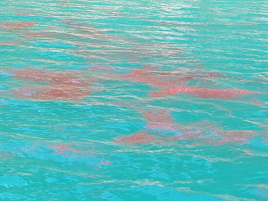 Unser Kapitän erklärt uns, dass derzeit unerklärlich viel Krill in manchen Buchten anzutreffen ist