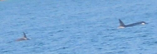 Eine Seltenheit im Queen Charlotte Sound: Orca-Mama und Orca-Baby