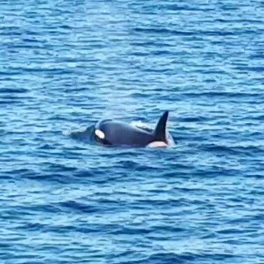Orca Papa ist auch im Queen Charlotte Sound. Ein mächtiger Bulle, ...