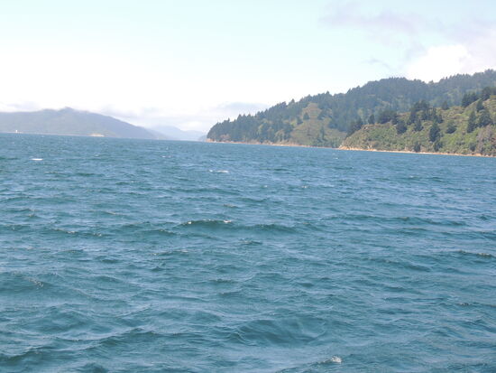 ... während sich Orca-Mama und Orca-Baby bei der Abfahrt nochmals in Ufernähe zeigen 