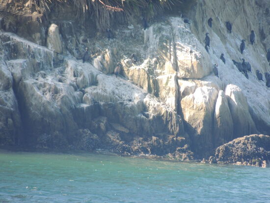 Kormorane in der Abendsonne