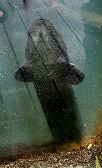 Long fin eel - Aal mit langer Rückenflosse