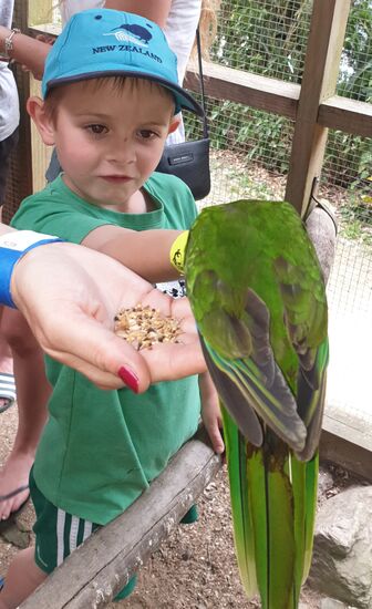 Hände ruhig halten, dann bleibt der Kakariki auch sitzen 