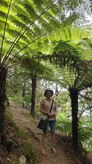 Ein Rundgang unter Farnen