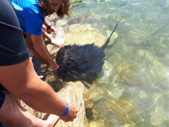 Fütterung eines Adlerrochens mit Blue Cod aus dem Queen Charlotte Sound