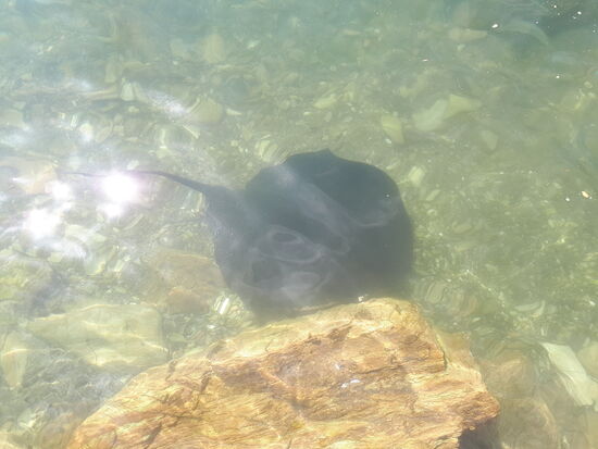 Adlerrochen - sie fühlen sich an wie Schwammerl und gleiten ganz sanft über die Hand und schnappen sich das angebotene Futter
